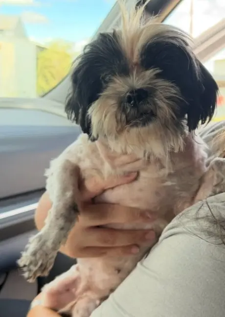 SPONSOR OR FOSTER ME - Penny