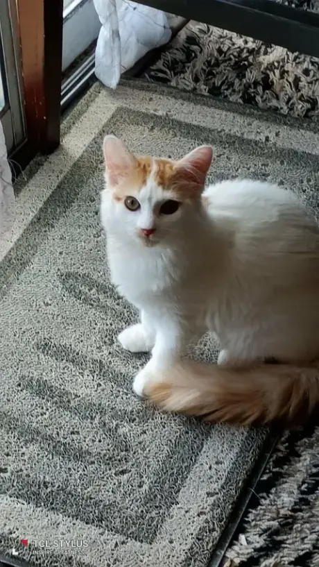 Lucy