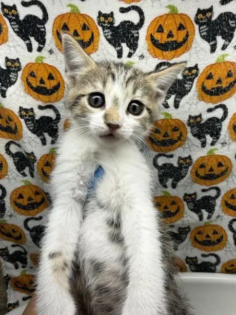 PUMPKIN