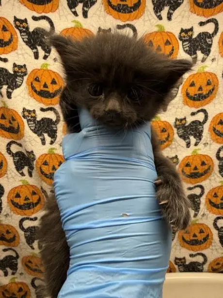 ROSIE