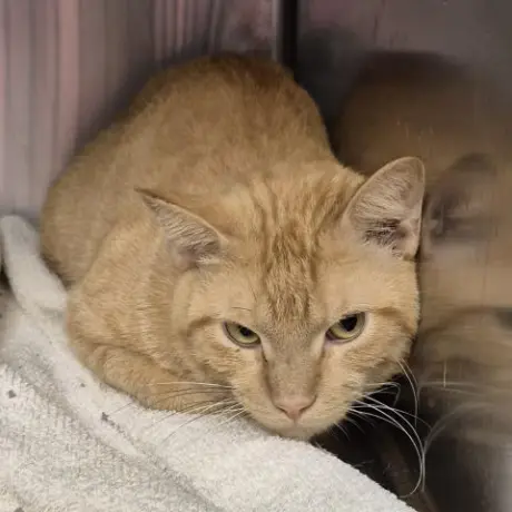 TITO