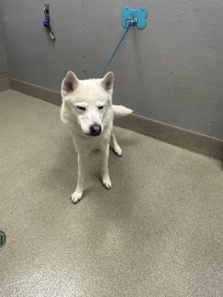 SNOWBALL