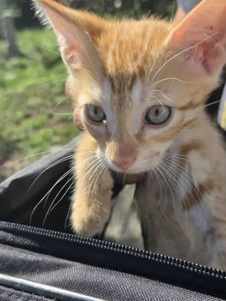 JACK