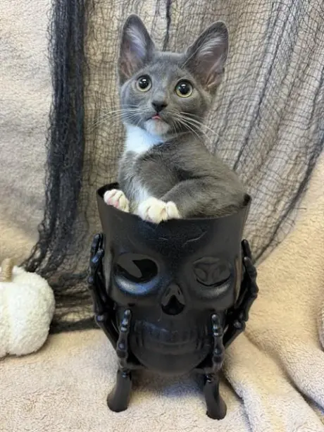 SPOOKY VIBES