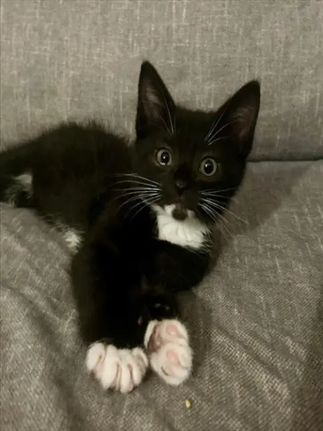 JACK