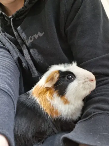 LINUS