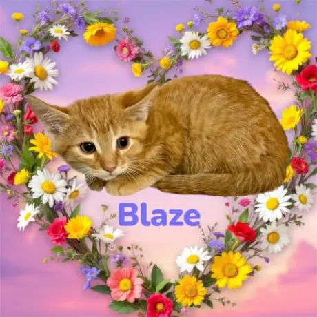 *BLAZE