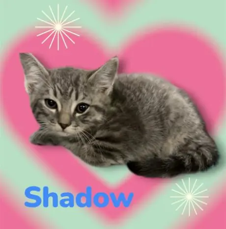 *SHADOW