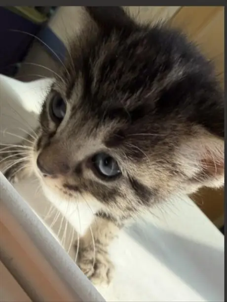 OLIVER