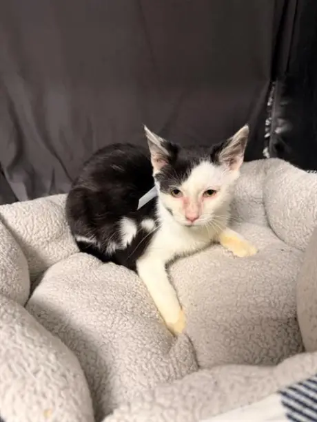 TUX