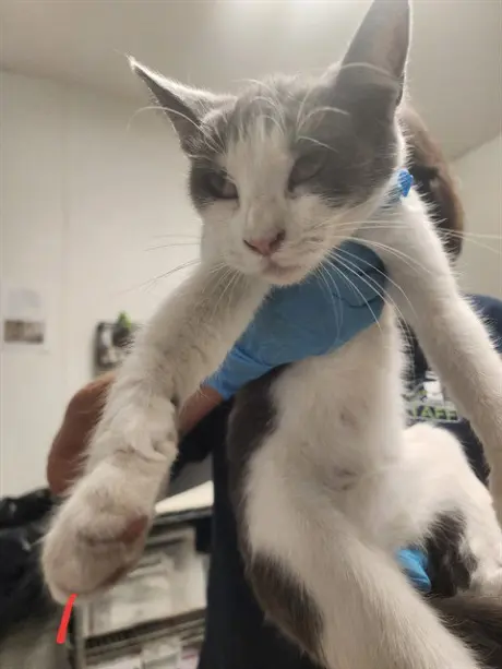 *KITTY