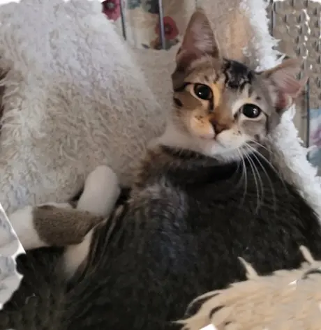 Pixie - PSP Foster Home