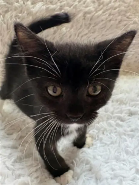 KIT KAT