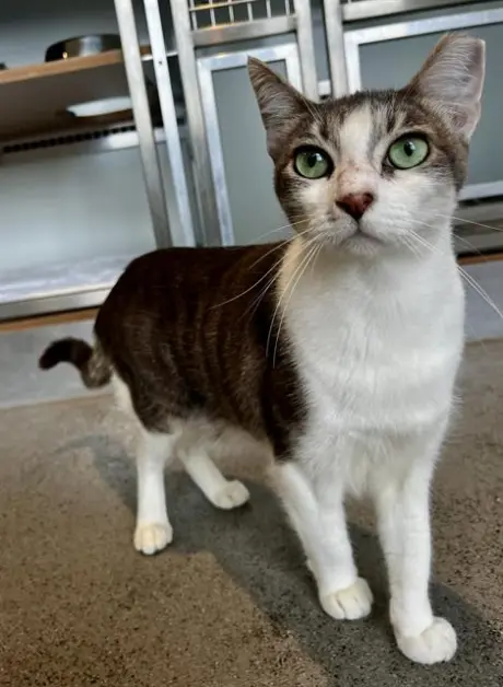 ELLA