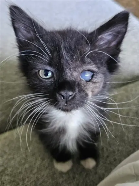GIZMO