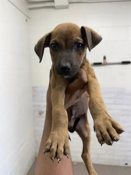MOWGLI