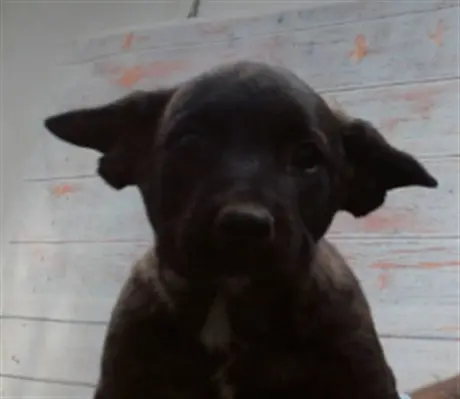 BRUCE
