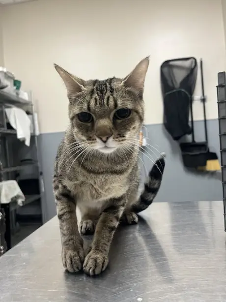 NALA