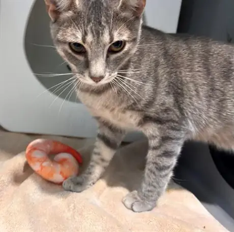 EMPEROR SHRIMP