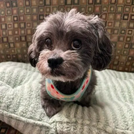 Ivy