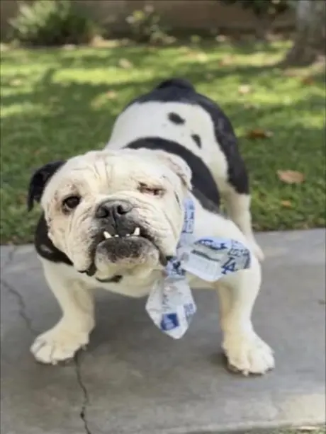 WINSTON