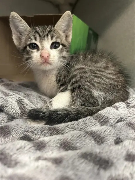 SAMMY