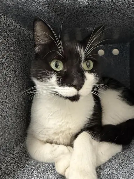 KITTY PURRY