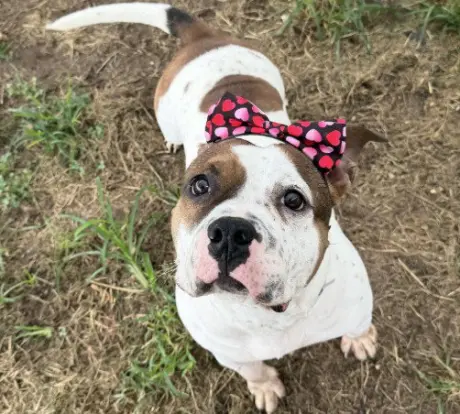 DAISY