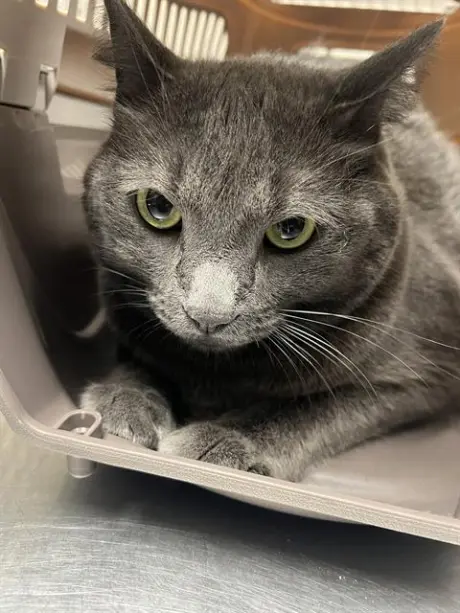 SMOKEY