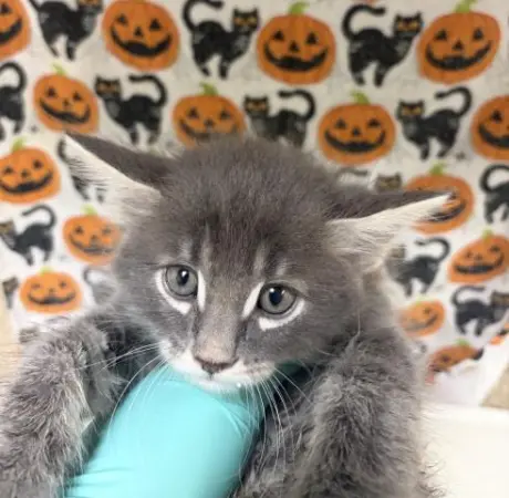 LOUIE