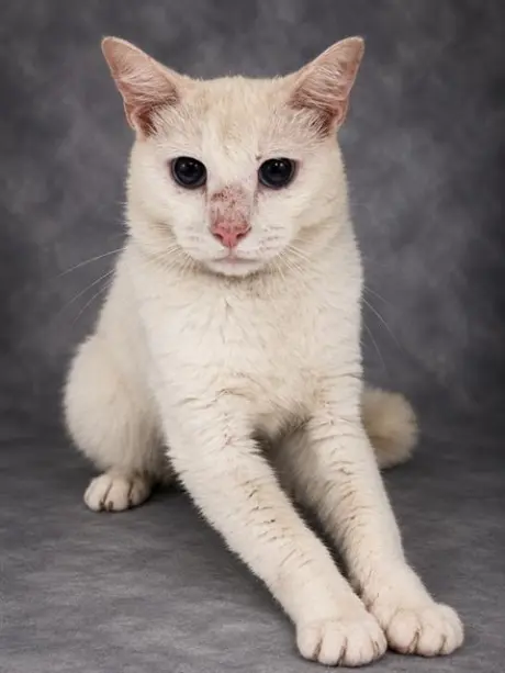 SNOWBALL