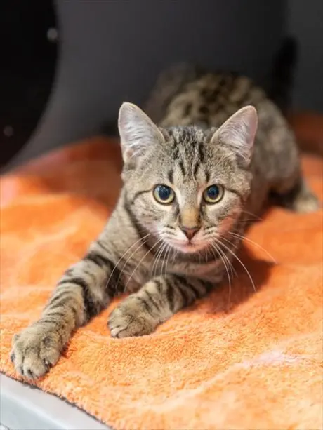 MILO