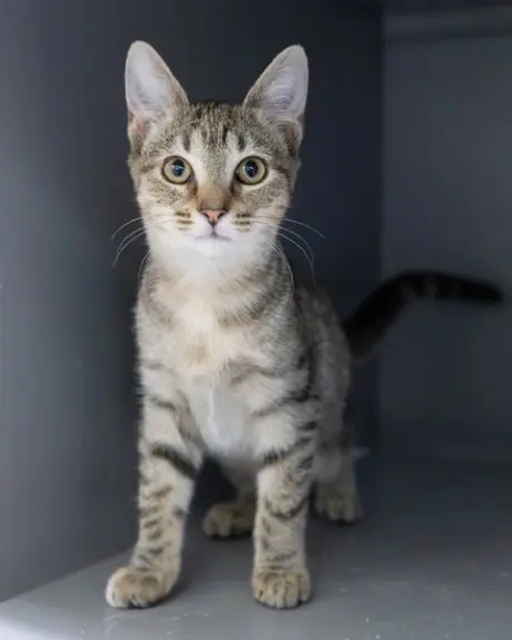 HAZEL