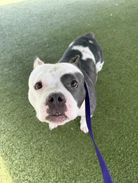 BELLA