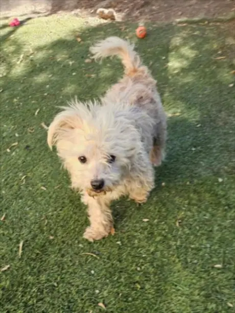 BAXTER