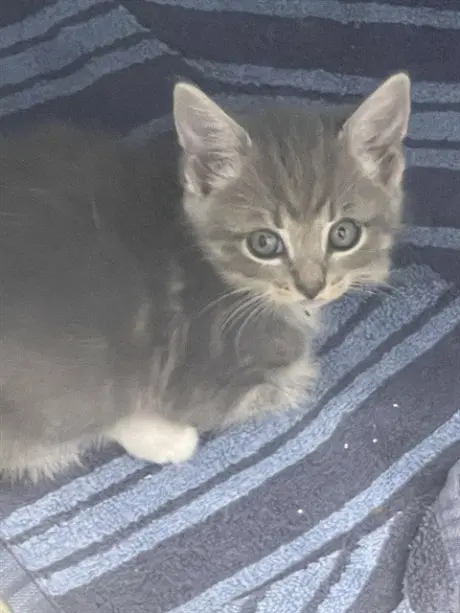 LEONIDAS