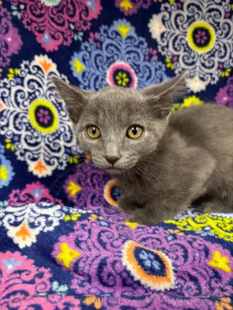 WIZARD (RESCUE ONLY)