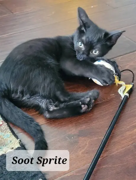 SOOT SPRITE