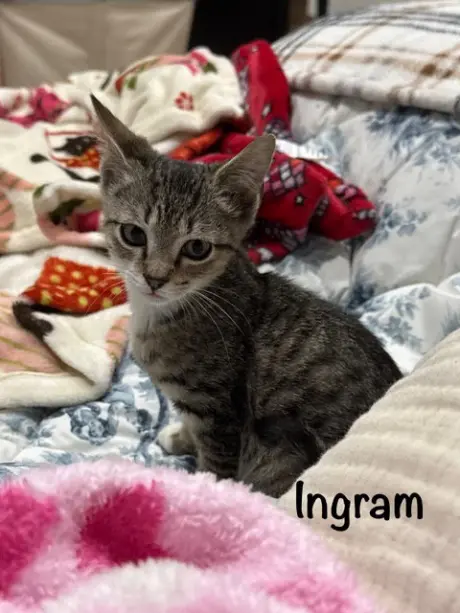 Ingram