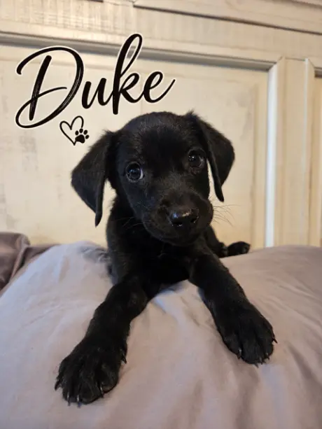 The Duke