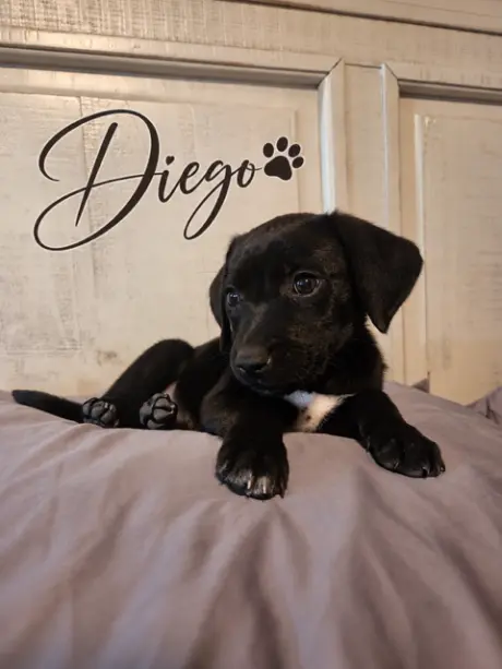 Diego