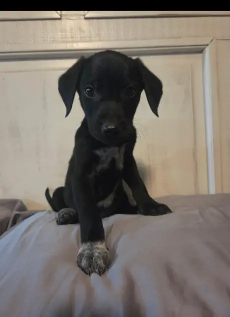 Apollo