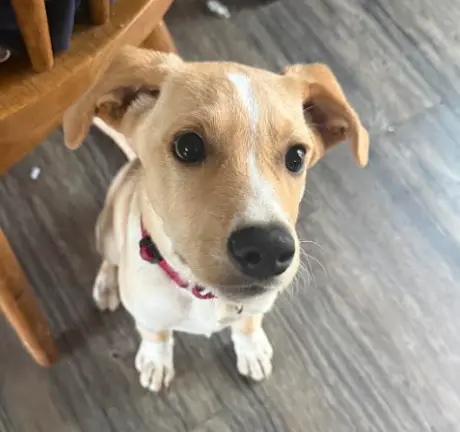 Reuben*