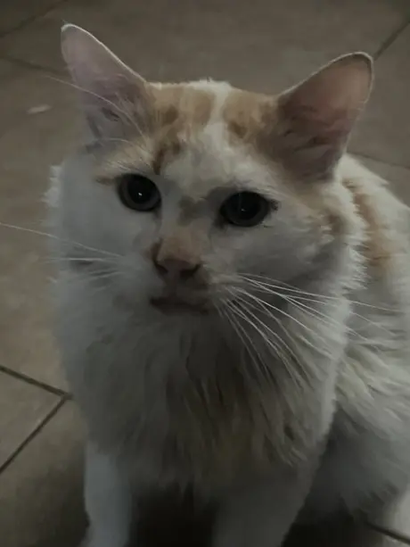 Elvis