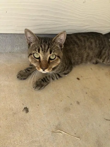 TOM