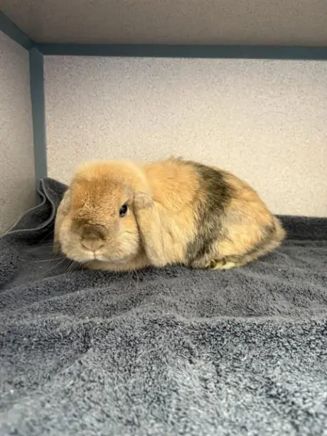 CINNABON