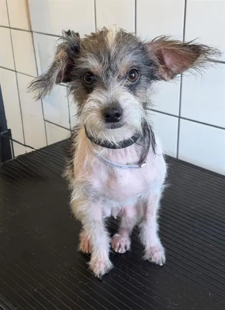 JULES