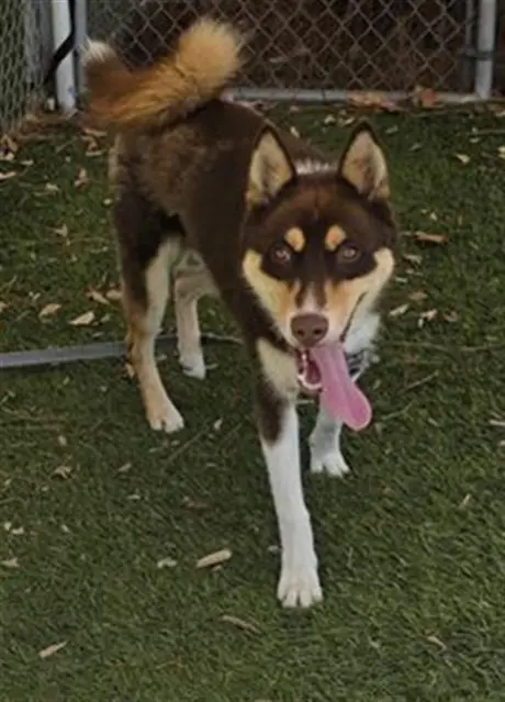 ASPEN