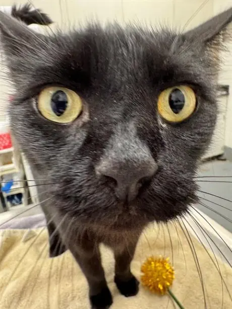 LOKI