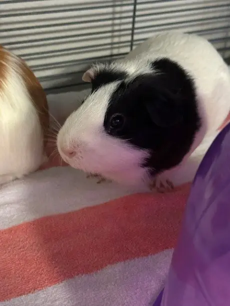 OREO